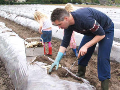 Σπαράγγι: Το φυτό που αποδίδει έως και 2.500 ευρώ ανά στρέμμα