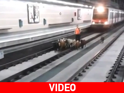Ισπανία: Κατσίκες χάθηκαν μέσα σε σιδηροδρομικό σταθμό Ισπανία: Κατσίκες χάθηκαν μέσα σε σιδηροδρομικό σταθμό