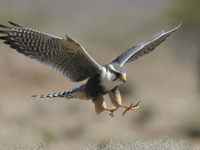 Ένα γεράκι στα γεράκια της ΓΑΔΑ