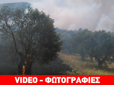 Μυτιλήνη: Υπό μερικό έλεγχο τέθηκε η πυρκαγιά Μυτιλήνη: Υπό μερικό έλεγχο τέθηκε η πυρκαγιά