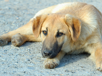 Οικονομική ενίσχυση δήμων για τα αδέσποτα ζώα Οικονομική ενίσχυση δήμων για τα αδέσποτα ζώα