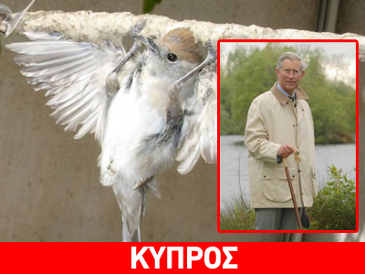 Επιστολή του πρίγκιπα Καρόλου για τα αμπελοπούλια της Κύπρου