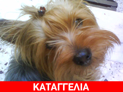 Η κατάρα να είσαι φιλόζωος