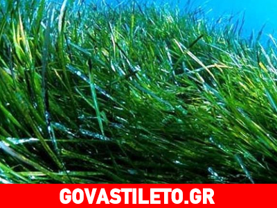 Για ένα δέρμα όλο υγεία χρησιμοποιήστε τα φύκια