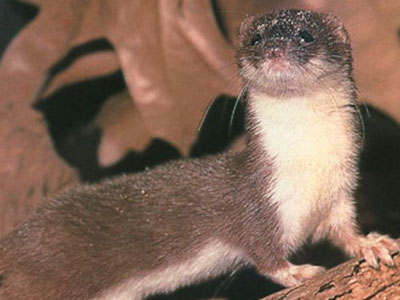 Κουνάβι… έκοψε το ρεύμα! Κουνάβι… έκοψε το ρεύμα!