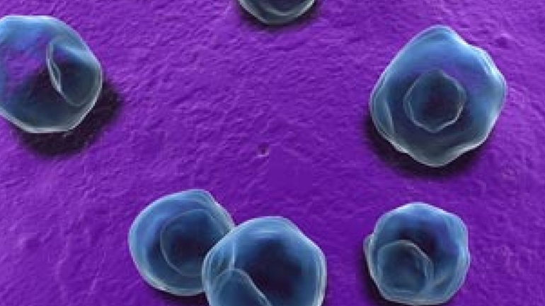 Νέα δεδομένα για τον εμβολιασμό ενάντια στη λοίμωξη από χλαμύδια Νέα δεδομένα για τον εμβολιασμό ενάντια στη λοίμωξη από χλαμύδια