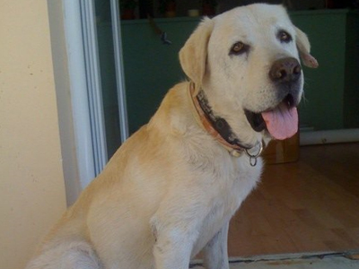 Μπορείτε να τον φιλοξενήσετε;