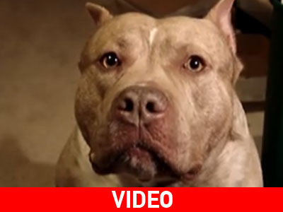 Και τα μπουλντόγκ έχουν ψυχή…