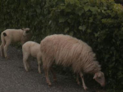 Δεν υπάρχει κρούσμα ευλογιάς στη Δυτική Ελλάδα