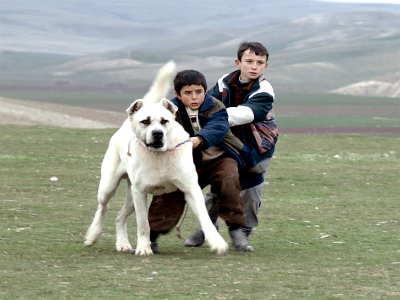 Φεστιβάλ Κινηματογράφου Θεσσαλονίκης: Αφιέρωμα στον Ζέλιμιρ Ζίλνικ