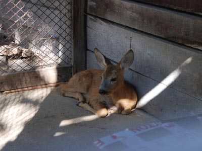 Περιπατητές έσωσαν τραυματισμένο νεαρό ζαρκάδι στην Ξάνθη