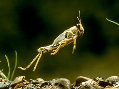Ακρίδες εισβολείς στην πόλη της Αμαλιάδας