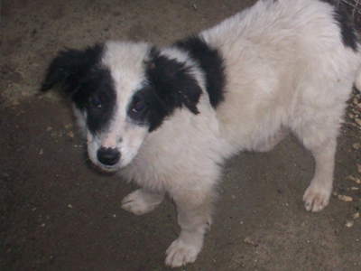 Θα την υιοθετήσετε;