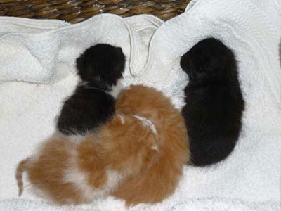 Τέσσερα ορφανά γατάκια ζητούν οικογένειες