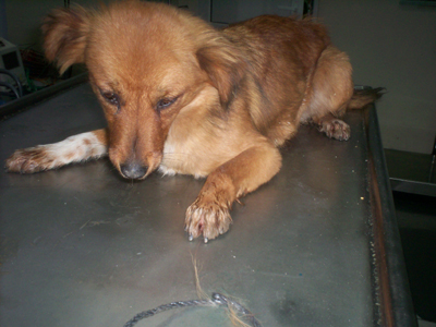 Η κανελί κουκλίτσα ψάχνει σπίτι