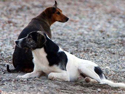Πέντε μήνες φυλάκιση σε δολοφόνους αδέσποτων στη Σορωνή