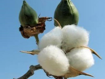 Οικονομική ανάκαμψη για τις βιομηχανίες βάμβακος