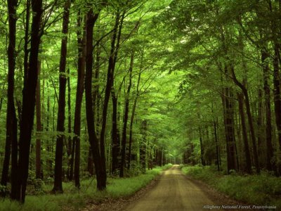 Η κλιματική αλλαγή απειλεί τα δάση της Ελλάδας