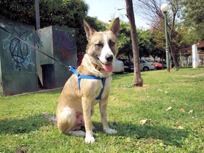 Χαρίζεται ο Ερρίκος