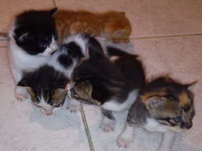 Χαρίζονται πέντε μωρά γατάκια