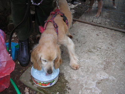 Βρήκαμε θηλυκό κόκερ