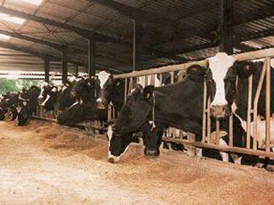 Έκλεισε το 30% των βουλγαρικών κτηνοτροφικών μονάδων