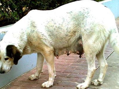 Ποιος μπορεί να βοηθήσει τη σκυλίτσα με τα μικρά της;‏