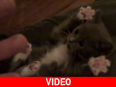 Μια γατούλα όλο νάζι