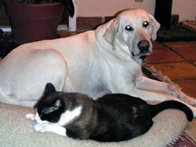 2.000 κλεμμένα κατοικίδια από το 2004