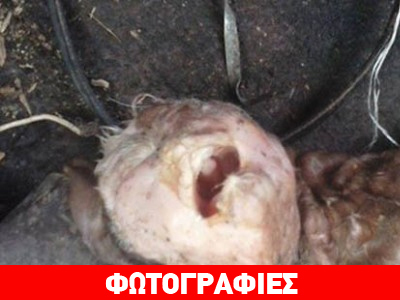 Αργεντινή: Τράγος με… ανθρώπινο πρόσωπο!