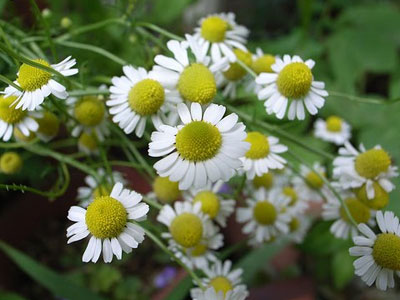 Χαμομήλι για την ακμή