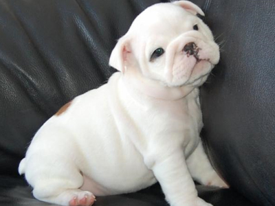 Τα κατοικίδια ζώα τροποποιούν τον κίνδυνο μετέπειτα αλλεργίας του παιδιού