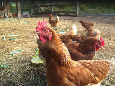 Πήραν μέχρι και τις κότες!