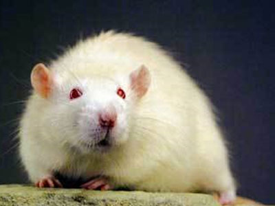 SEXUALITY: Χημική ουσία που σχετίζεται με τη σεξουαλική προτίμηση, βρέθηκε σε ποντίκια