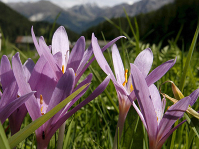 Κρόκος = Χρυσάφι