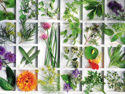 Βότανα vs φάρμακα