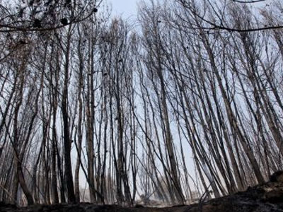 Οικολογική Καταστροφή