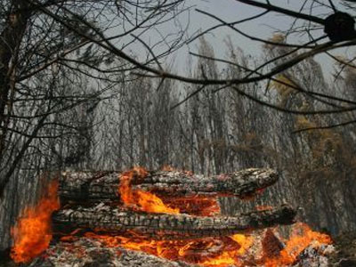 Ανοιχτή επιστολή του WWF προς τους πολιτικούς αρχηγούς για το σύστημα δασοπροστασίας