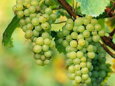 Σταφύλια: χαρίζουν υγεία και ομορφιά