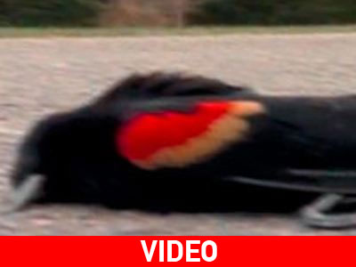 Μυστήριο καλύπτει τη «βροχή» νεκρών πουλιών στις ΗΠΑ