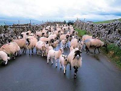 Έκλεψαν 150 πρόβατα