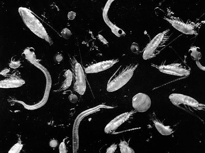 Μικροοργανισμοί που τρέφονται με πετρέλαιο