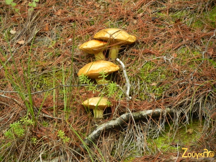 Και μανιτάρια είχε στο βουνό!!!