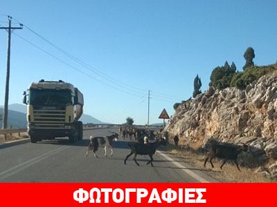 Τα.. γίδια βγήκαν στους δρόμους!