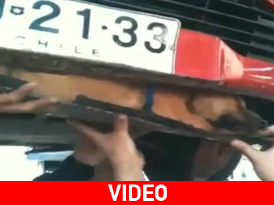 Σκύλος βρέθηκε σφηνωμένος σε προφυλακτήρα αυτοκινήτου!