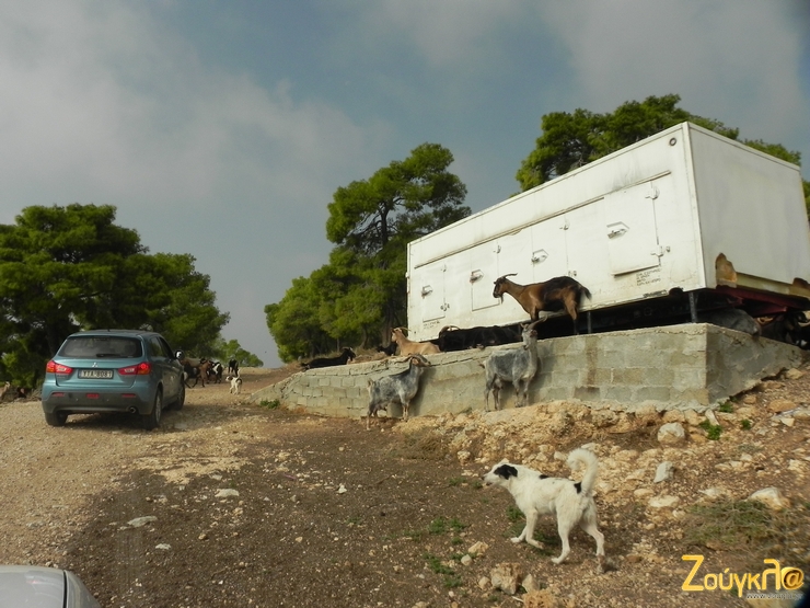 Κάνοντας δοκιμές στα βουνά μπορεί να συναντήσει και.. κατσίκια....