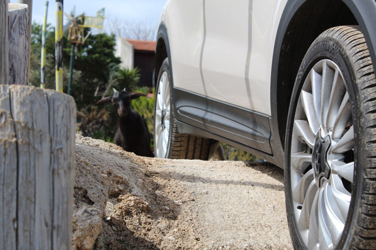 'Δες το που.. σκαρφάλωσε!!!!'