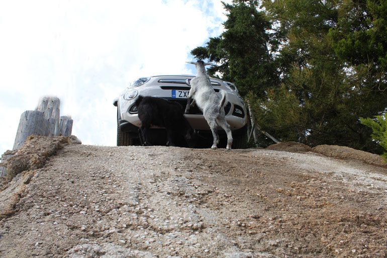 Εκεί που σκαρφαλώνουν τα... κατσικάκια μπορεί άραγε να πάει και ένα Fiat 500X;