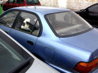 Μετέφερε αγελάδα… στα πίσω καθίσματα