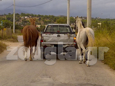 Έδεσε τα άλογα στο αγροτικό και τα έβγαλε βόλτα!!!